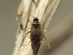 Plesiodema pinetella