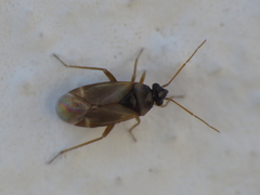 Plesiodema pinetella