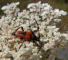 Stictoleptura cordigera
