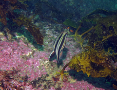 Chelmonops truncatus