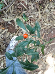 Solanum pseudocapsicum image