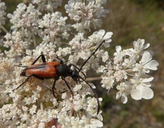 Stictoleptura cordigera
