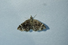Lobogonodes multistriata