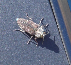 Chrysobothris affinis