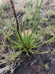 Bulbine capitata