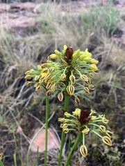 Bulbine capitata