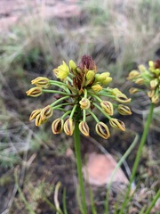 Bulbine capitata