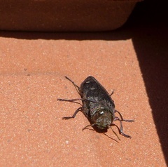 Chrysobothris affinis