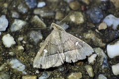 Cidariplura gladiata
