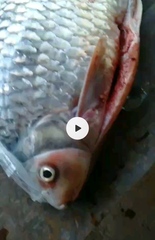 Cyclocheilichthys armatus