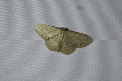 Idaea invalida