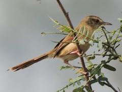 Prinia inornata