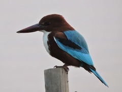 Halcyon smyrnensis