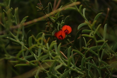 Daviesia inflata