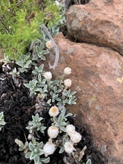 Helichrysum marginatum