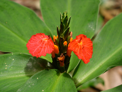 Chamaecostus lanceolatus