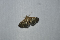 Piletocera sodalis
