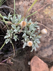 Helichrysum marginatum