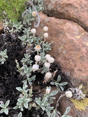 Helichrysum marginatum