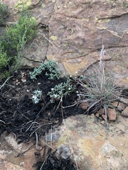 Helichrysum marginatum