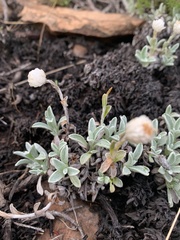 Helichrysum marginatum