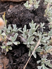 Helichrysum marginatum
