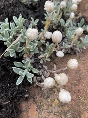 Helichrysum marginatum