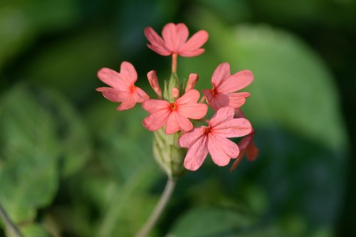 Crossandra nilotica iNat (3)