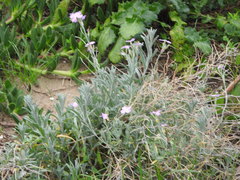 Malcolmia littorea