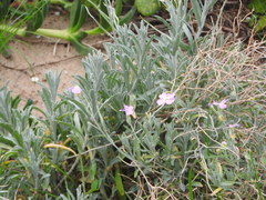 Malcolmia littorea