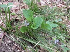 Viola mirabilis