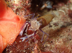 Gnathophyllum elegans