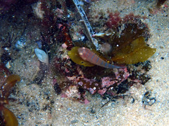 Cochleoceps bicolor