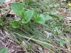 Viola mirabilis