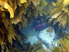 Pempheris multiradiata