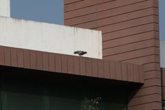 Columba livia domestica