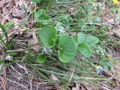 Viola mirabilis