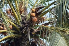 Cocos nucifera