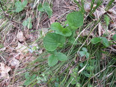 Viola mirabilis