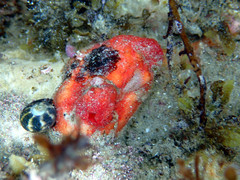 Stolidobranchia