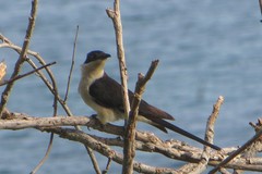 Clamator jacobinus pica