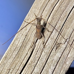 Didymocantha obliqua