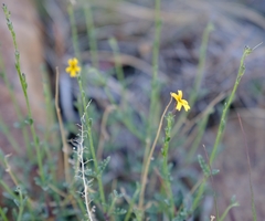 Jamesbrittenia zuurbergensis