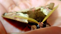 Dirphiopsis multicolor