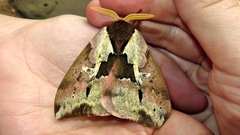 Dirphiopsis multicolor