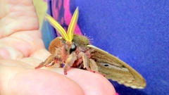 Dirphiopsis multicolor