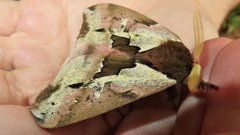 Dirphiopsis multicolor