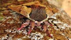 Dirphiopsis multicolor