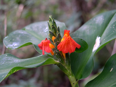 Chamaecostus lanceolatus