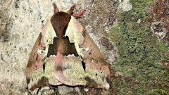 Dirphiopsis multicolor